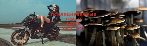 индика Алзамай